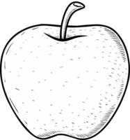 Sketch illustration of an apple vector