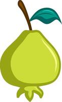 Guava on a white background vector