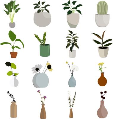 Collection of Potted Houseplants and Flowers in Vases