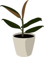 Rubber Plant in White Pot vector