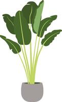 Bird of Paradise Plant in Grey Pot vector