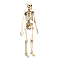 3d humano esqueleto modelo transparente fundo anatomia imagem png