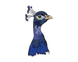 Elegant Colorful Peacock Drawing Artwork vector