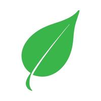 a green leaf is shown on a white background vector