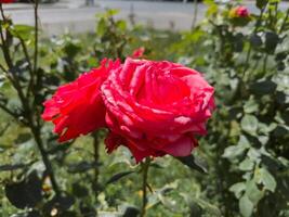 A bunch of pink roses are blooming in a garden at day photo