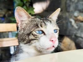 The cat looks forward with a disgruntled muzzle, sitting at the table on a chair photo