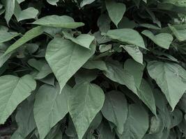 Dense green leaves with visible water droplets on their surface. The leaves are tight and cover the entire frame with no visible gaps, creating a lush green carpet. water droplets give a fresh, photo