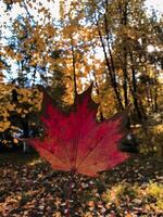 Orange maple leaf in hands, autumn, rain, orange leaf, copy space at forest photo