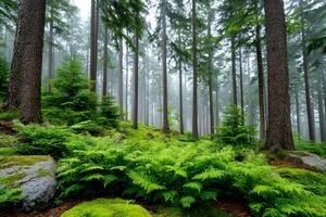 Magic atmosphere of foggy forest with ferns and moss covering the ground photo