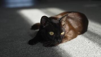 Burmese cat. Brown house cat lying on the carpet, looking at the camera. Pleased and lazy mood. video