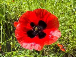 Papaver vibrant red poppy flower. Bright red poppy flower in the garden. Red flowers. Close-up, high quality photo. photo