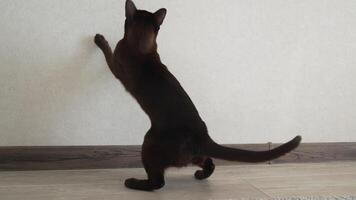 Funny brown kitten playing indoors. Burmese cat trying to catch light spot moving on a wall. Domestic pet in the room. video