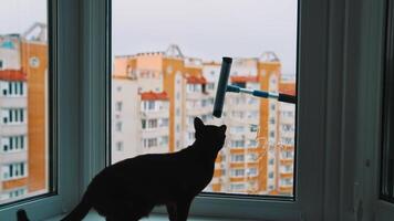 Washing window in the flat in the city. Scared cat sitting on a window sill and watching brush cleaning window from outdoors. video