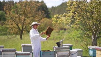 Apiarist examining bees on green nature background. Beekeeper in white protective suit holding honey frame with bees on the apiary. Apiculture process. video