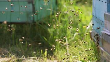 Swarm of bees at the entrance of the hive. Bees fly up to the hive in the apiary carrying pollen in summer. Flying bees on greenery backdrop. Close-up. video