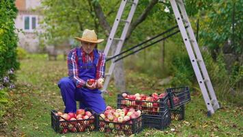 Fresh fruits in drawers in autumn time. Farmer sorting ripe apples in the garden. Harvesting delicious apples. Boxes with juicy fruit outdoors. video