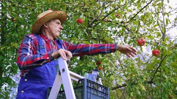 Farmer taking off aromatic apples in the garden. Old man in hat standing on a ladder and picks ripe fruit from the tree. Organic food. video