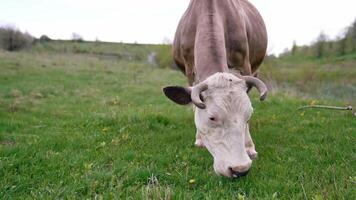 Cow grazing on a meadow. Cattle standing in a green field video