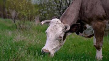 Cow grazing on a meadow video