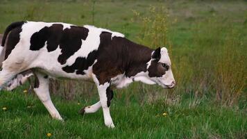 Cattle. Cow grazing on a pasture video