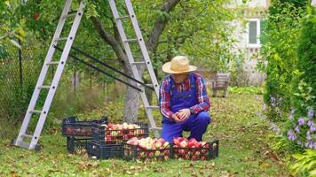 Farmer near drawers with apples outdoors. Mature man sorting delicious apples into plastic boxes in his garden in autumn. video