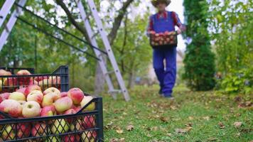 Harvesting fruit in autumn season. Farmer carrying plastic drawers full of fresh apples in the garden. Delicious red apples in boxes on the ground. video