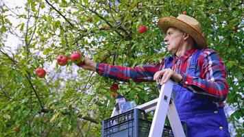 Apple crop. Mature farmer picking apples in an orchard. Man gathering fresh organic fruits from the tree in autumn time. video