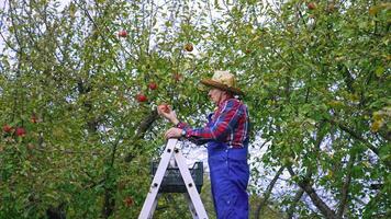 Harvesting fruit in autumn. Farmer collecting ripe apples into a box while standing on a ladder in the orchard. Worker picks up organic fruits from the tree. video