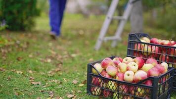 Delicious apples in drawers in autumn. Plastic boxes full of fresh fruit on grass in the garden. Farmer brings juicy ripe apples. Close-up. video