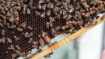 Frame with busy bees. Honey insects working on honeycomb. Many bees crawling on a frame making fresh honey. Close-up. video