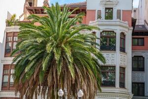 A palm tree in front of a building at bilbao photo