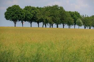 A field of tall grass with trees in the background photo