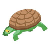 Green turtle walking with brown shell in isometric view vector