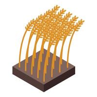Ripe wheat growing in fertile soil, isometric view of agriculture vector