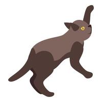 Playful burmese cat jumping and reaching up with paw raised vector