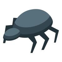 Big gray spider is crawling and searching for prey vector