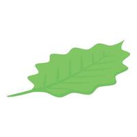 Vibrant green leaf showing detailed venation and wavy edges vector
