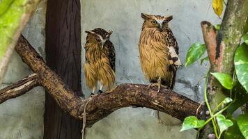 Two owls on a branch video