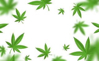 CBD Marijuana Leaves White Background vector