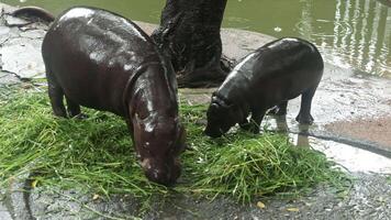 Pygmy hippos Jonah and Moo Deng forage on foliage near a tree and water in their enclosure at Khao Kheow Open Zoo in Thailand video