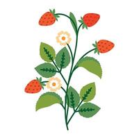 Cute Strawberry Bush with Flowers, Leaves and Berries. Colorful plant with cute line sketches of branches isolated on white background. Nature herb perfect for invitations, cards, posters, holidays vector