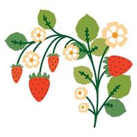 Strawberry Bush with Flowers, Leaves and Berries. Colorful plant with cute line sketches of branches isolated on white background. Nature herb perfect for invitations, cards, posters, holidays vector