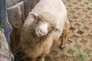 Cute Fluffy Sheep Standing on Stone Pathway Looking at Camera photo
