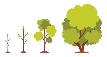 Growth Stages Of A Tree vector