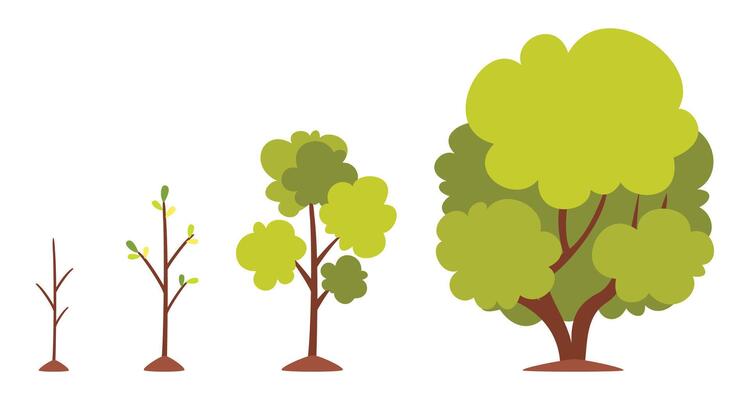 Growth Stages Of A Tree