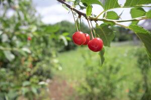 Ripening cherries on a branch in a sunny orchard setting photo