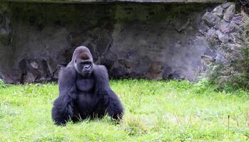 Gorilla resting on green grass in a natural habitat at a zoo photo