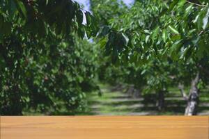 Vibrant cherry orchard with lush foliage under clear blue sky. Place for product presentation photo