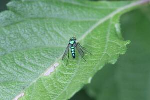 common green bottle fly photo