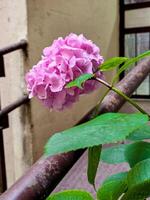 A lone pink hydrangea bloom leans over a metal railing in an urban courtyard. The delicate flower contrasts softly with the industrial background and textured floor tiles photo